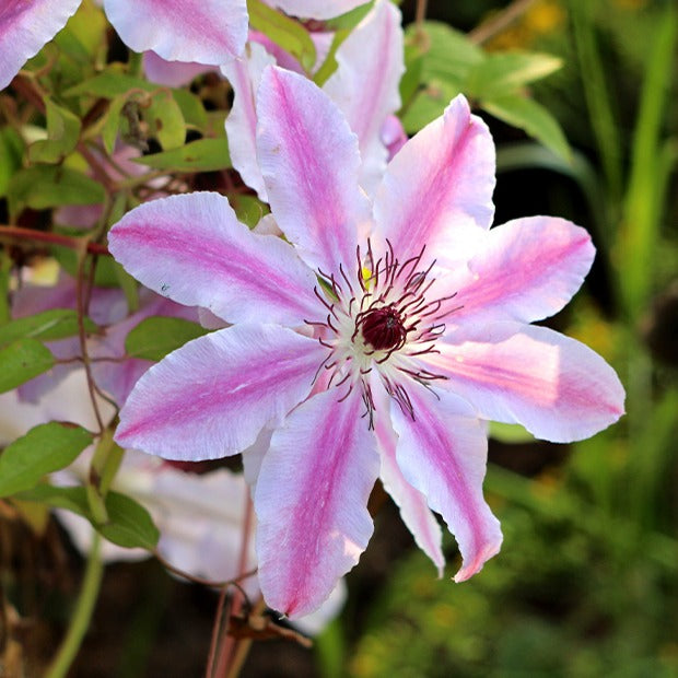 Clematis - Waldrebe 'Nelly Moser' - Clematis 'nelly moser'