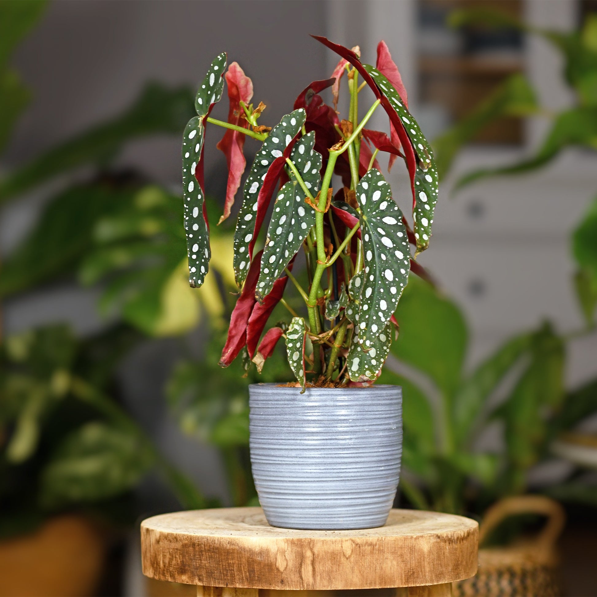 Forellenbegonie (Begonia maculata) - Bakker