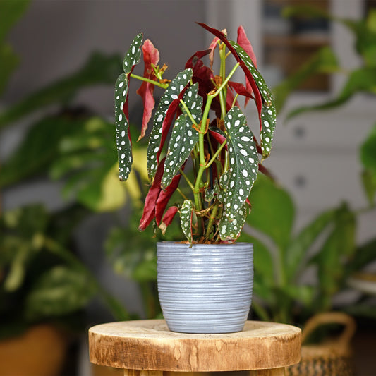 Forellenbegonie (Begonia maculata) - Bakker