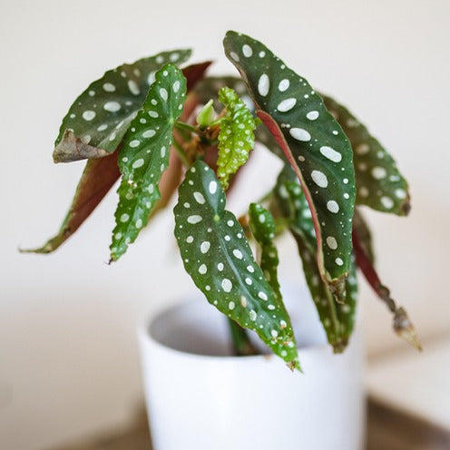 Forellenbegonie (Begonia maculata) - Begonia maculata - Bakker