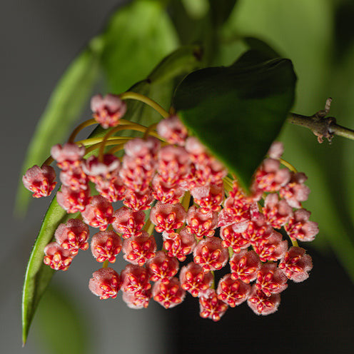 Hoya carnosa Gracilis - Hoya ‘Gracilis’ - Hängende Zimmerpflanzen