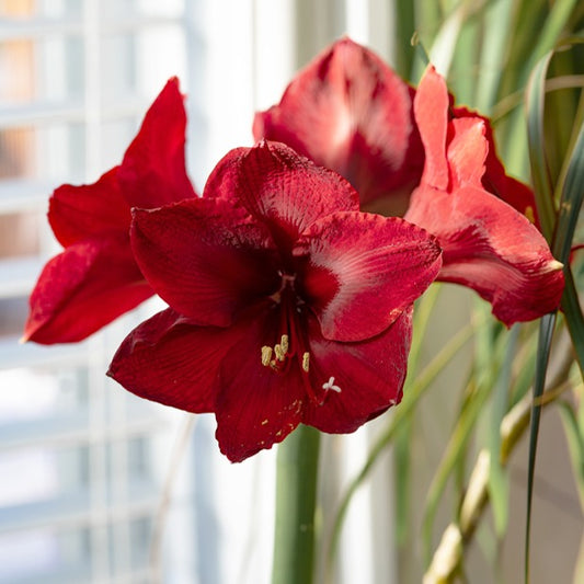 Amaryllis 'Red Lion' Geschenk - Bakker