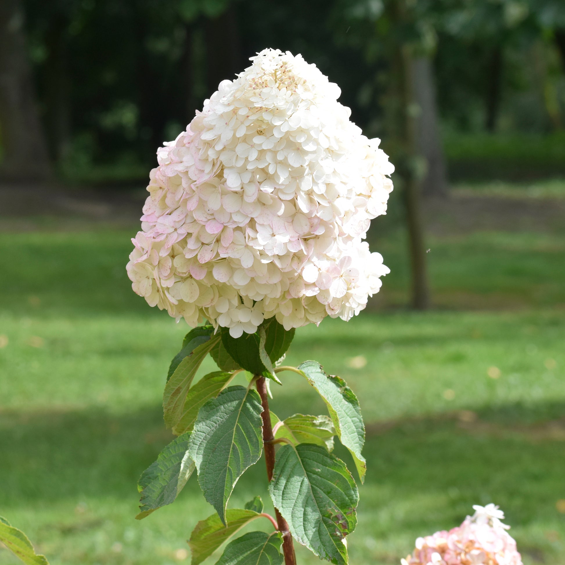 Hortensie weiss als Geschenk - Hydrangea paniculata Grandiflora - Bakker