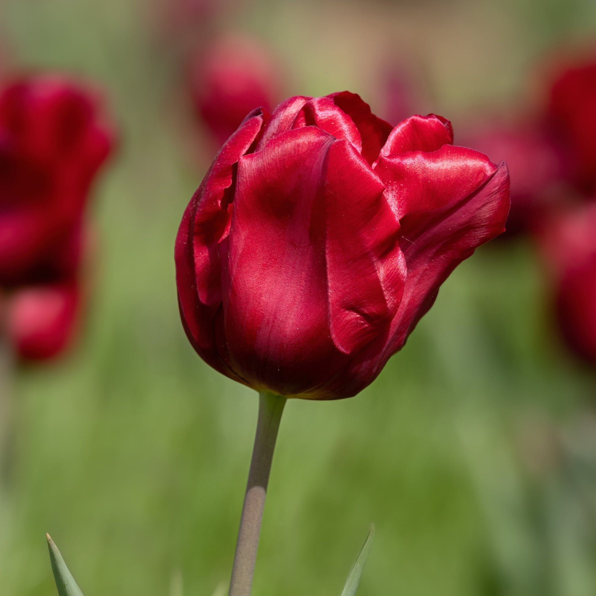 8 Tulpen Love Circle - Tulipa love circle - Bakker