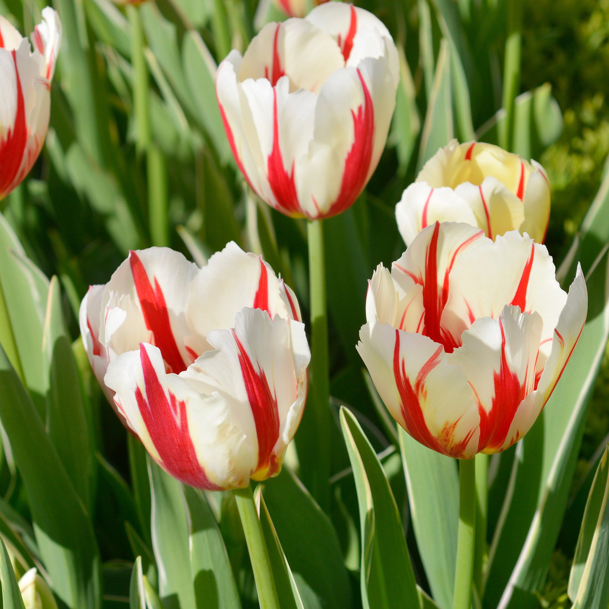 Tulipa love circle - 8 Tulpen Love Circle - Tulpen-Zwiebeln