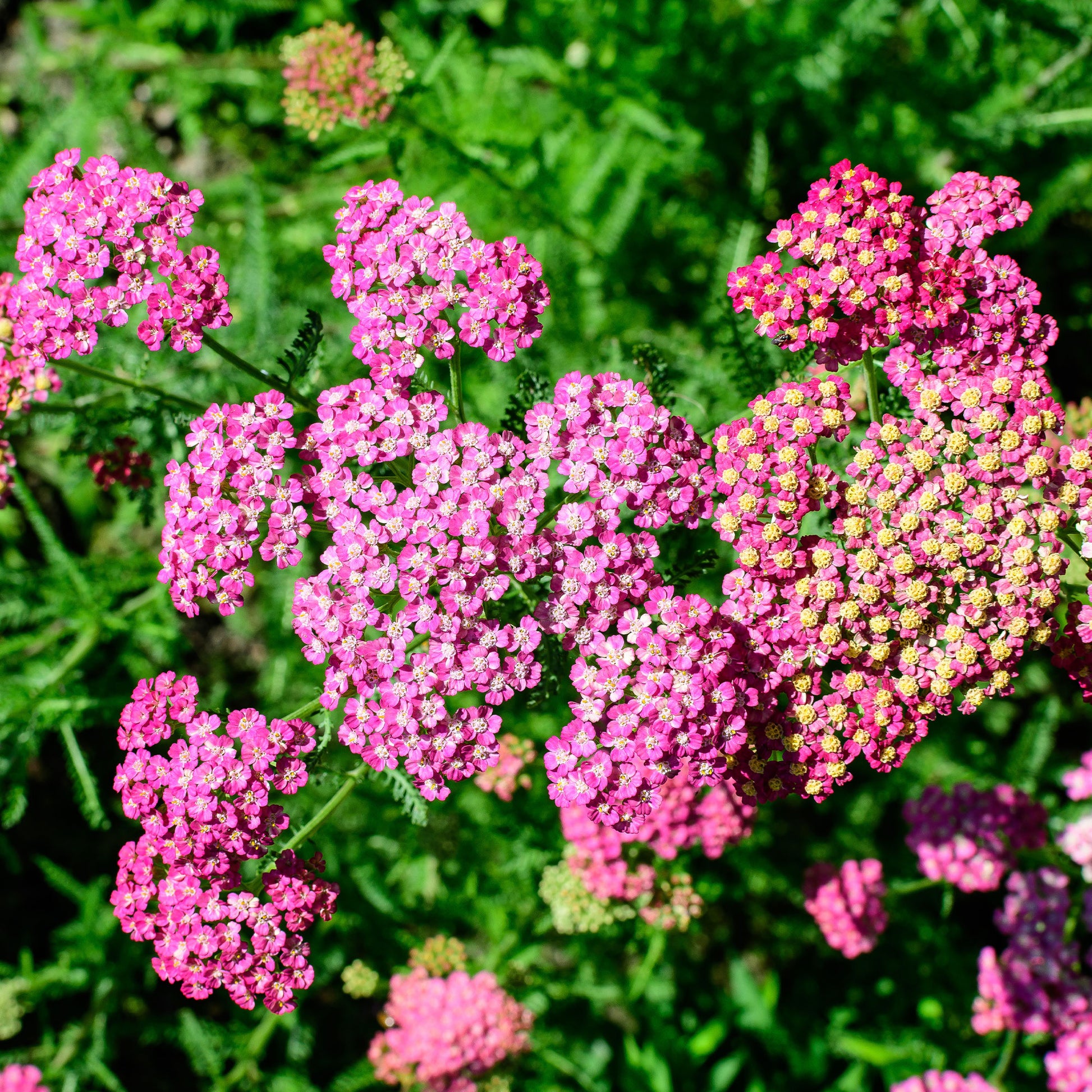 achillea milleforlium Mily Rock - Schafgarbe Mily Rock - Schafgarbe
