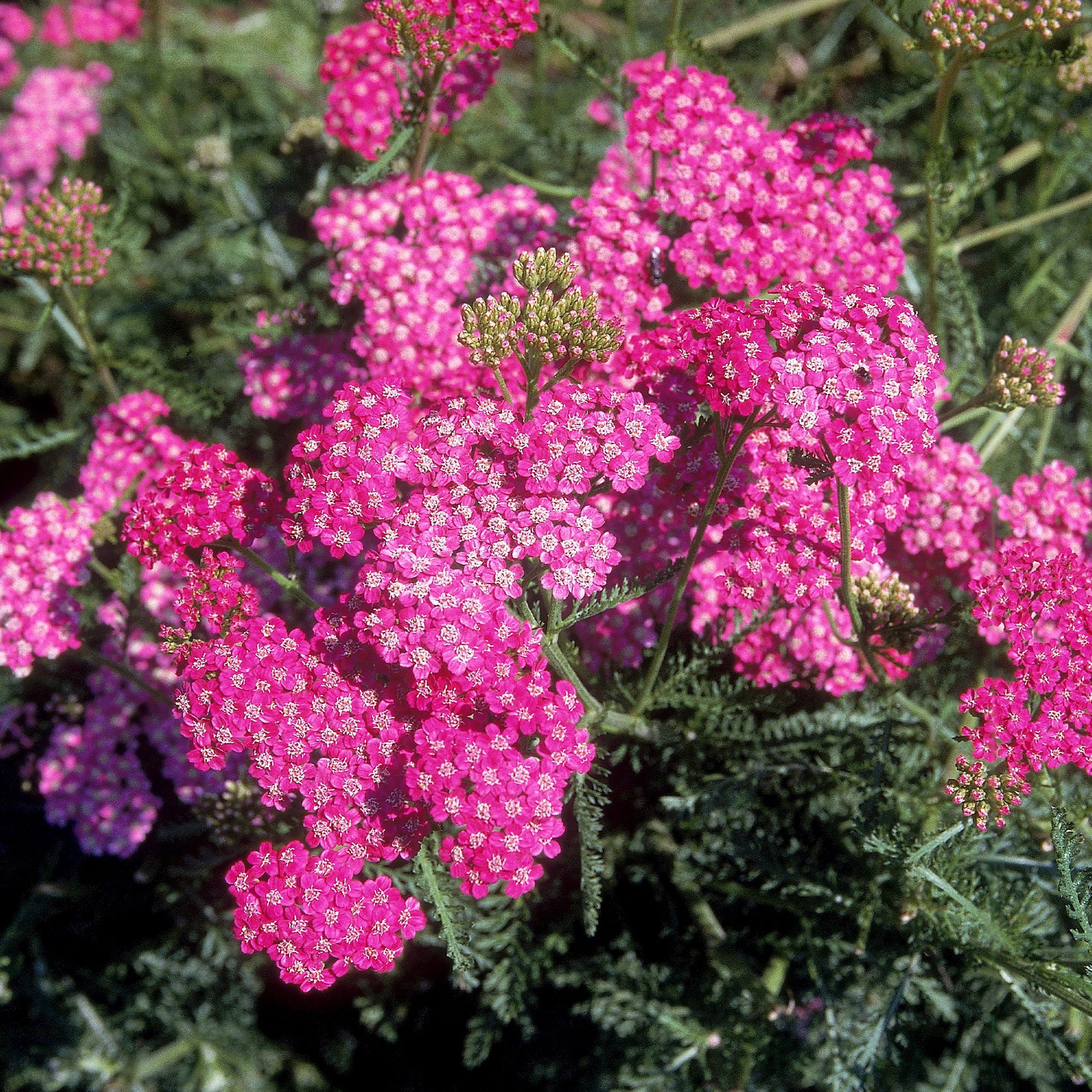 Schafgarbe Mily Rock - achillea milleforlium Mily Rock - Bakker