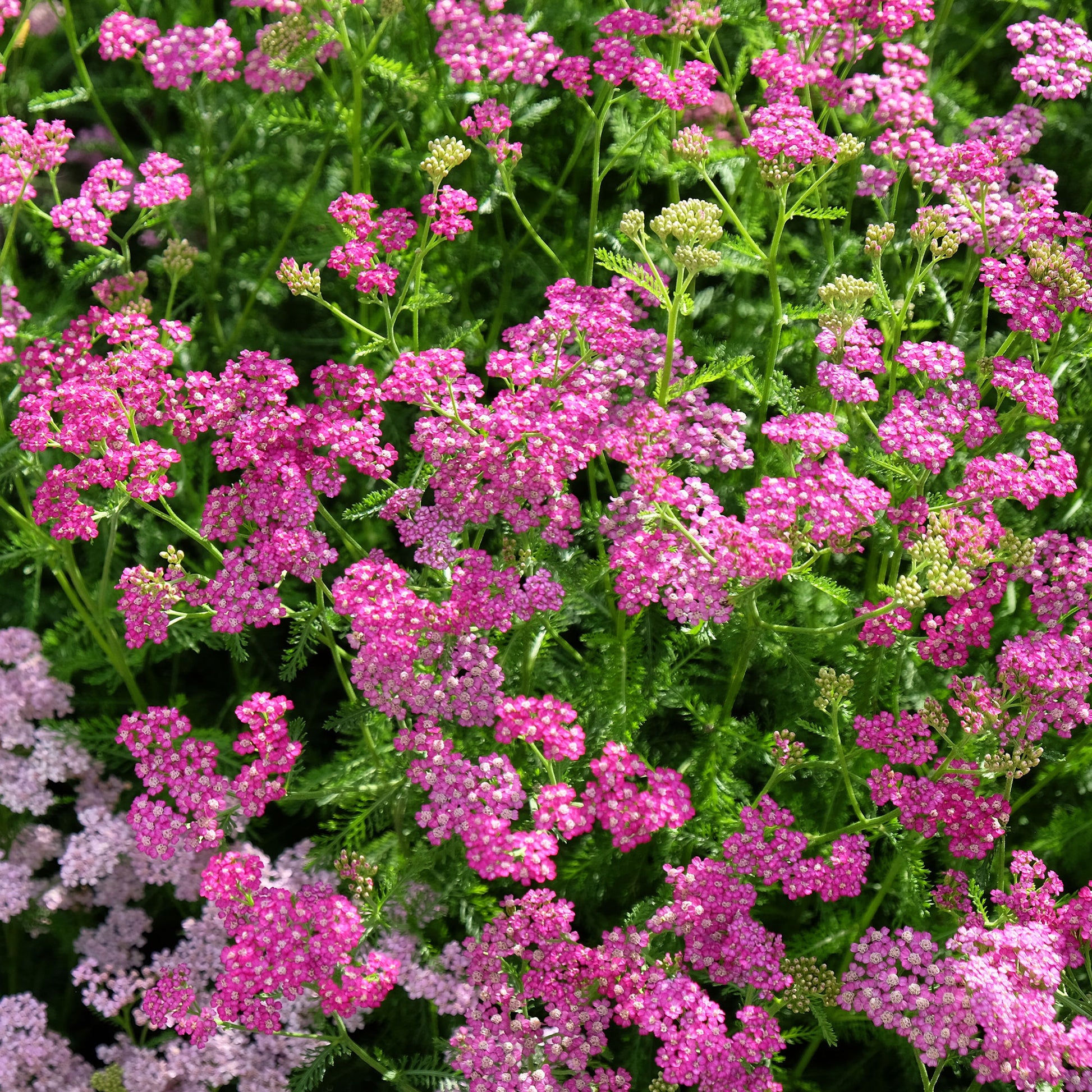 Schafgarbe - Schafgarbe Mily Rock - achillea milleforlium Mily Rock
