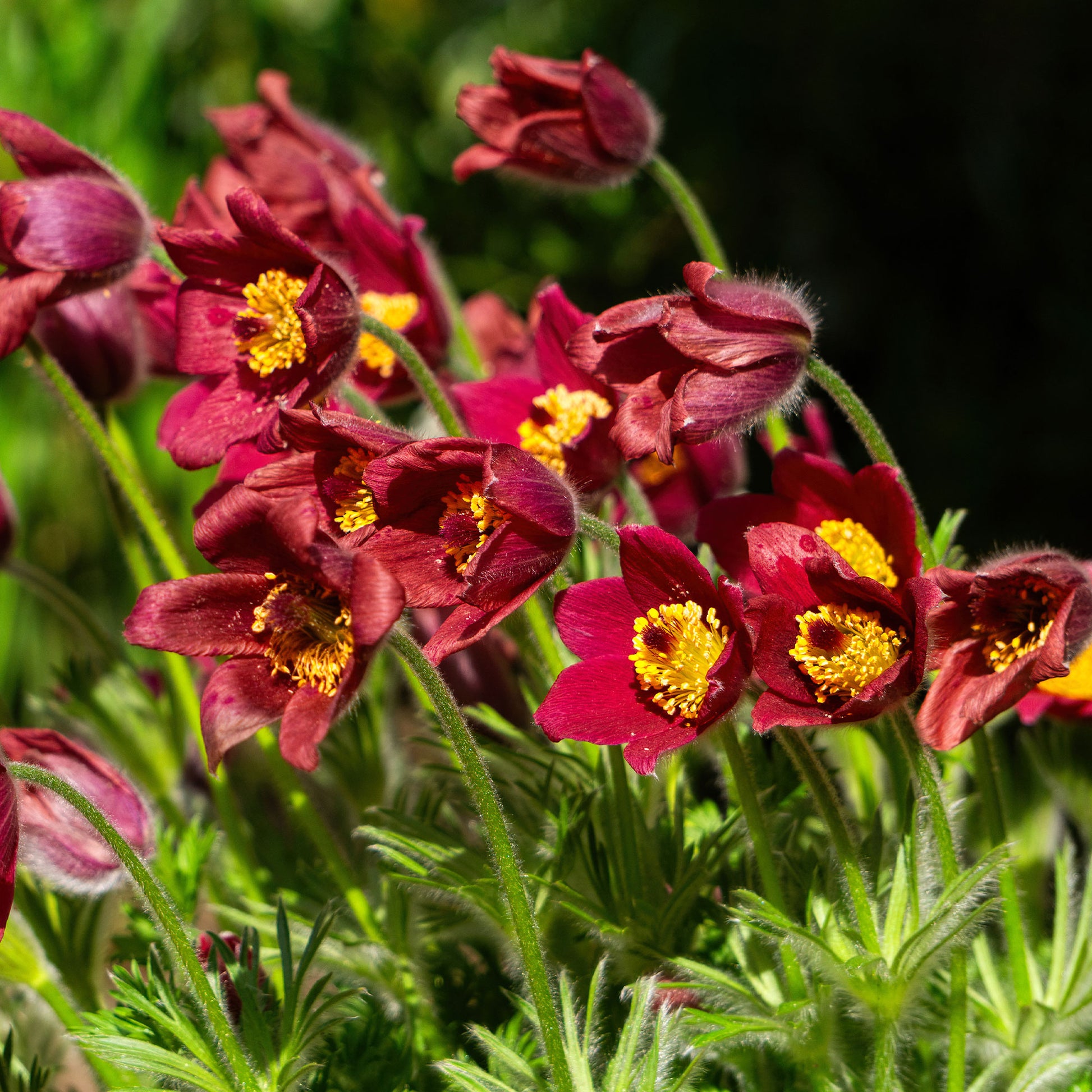 Rote Küchenschelle - pulsatilla rood - Bakker