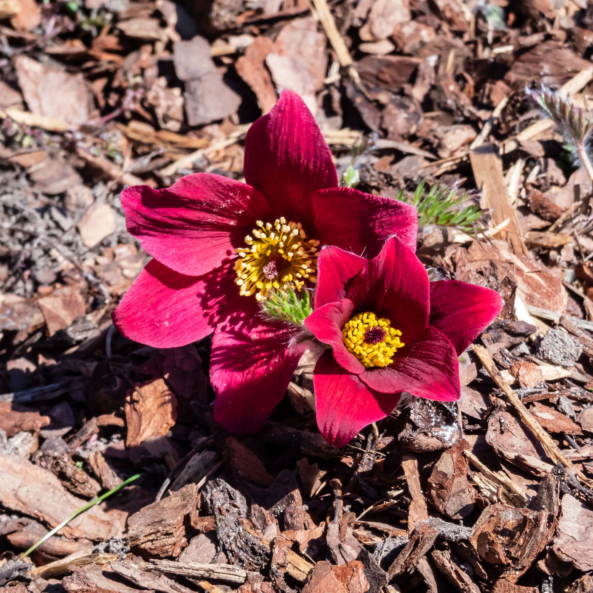 pulsatilla rood - Rote Küchenschelle - Stauden