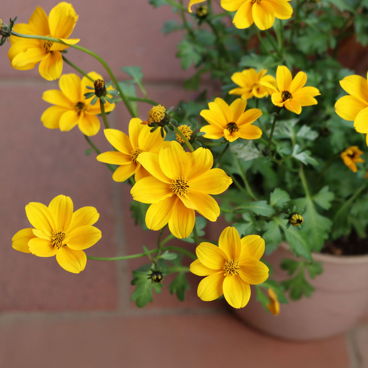 Bidens yellow - Gelbe Bidens - Blumen für Terrasse und Balkon