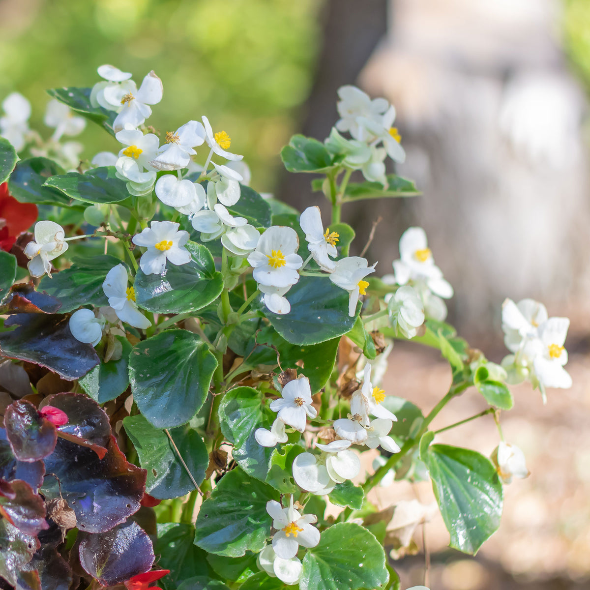 Weiße eisbegonie - Bégonia semperflorens white - Bakker
