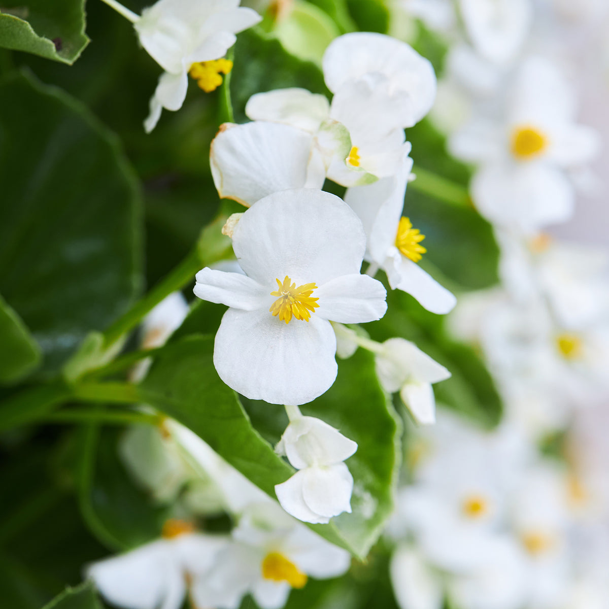 Bégonia semperflorens white - Weiße eisbegonie - Blumen für Terrasse und Balkon