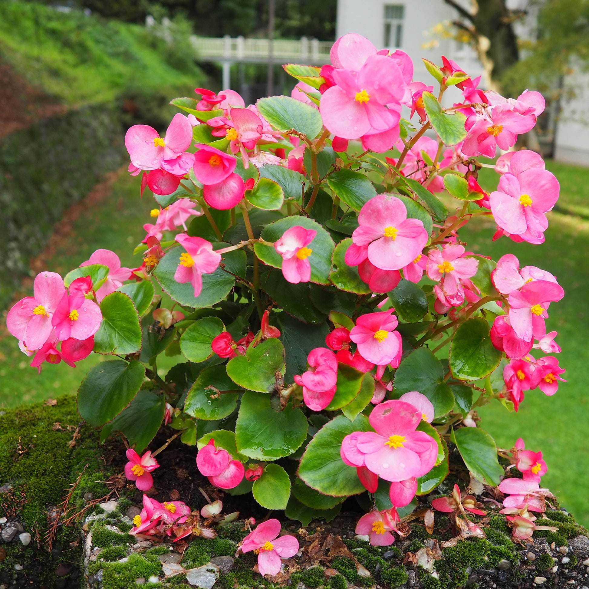 Rosa eisbegonie - Bakker