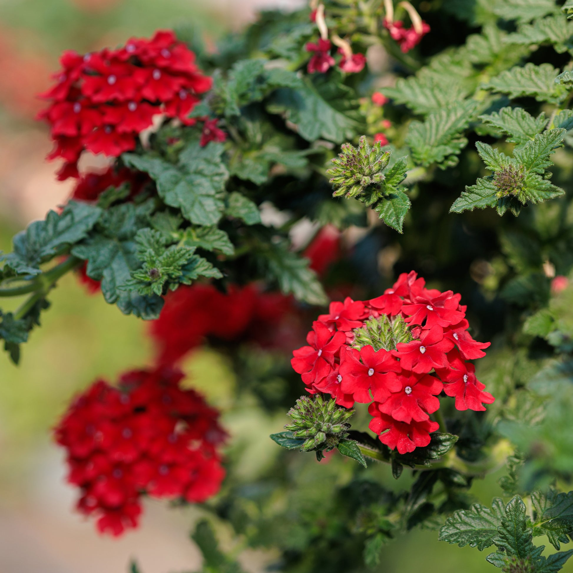 Rotes hängendes Eisenkraut - Verbena  red - Bakker