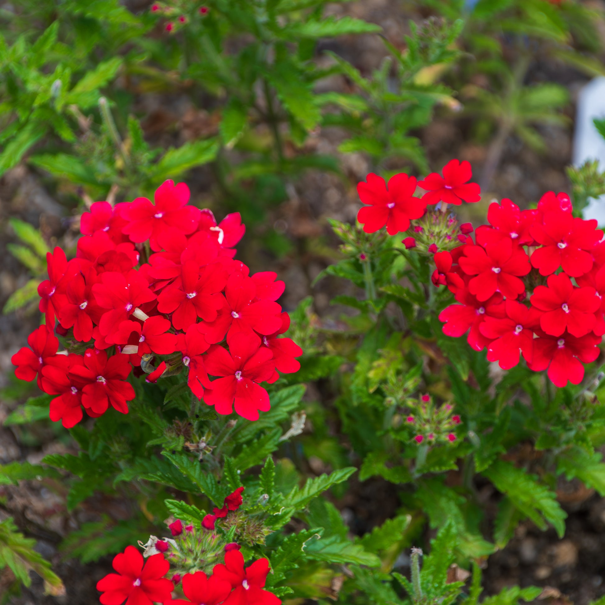 Verbena  red - Rotes hängendes Eisenkraut - Blumen für Terrasse und Balkon