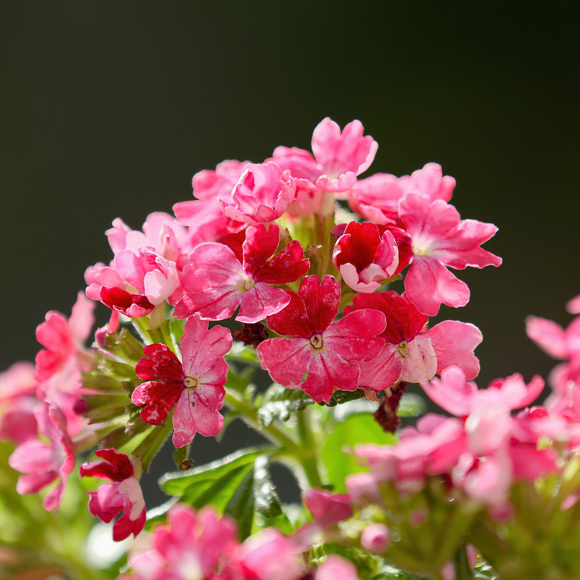 Rosa Hänge-Eisenkraut - Verbena  pink - Bakker