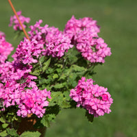 Verbena  pink - Rosa Hänge-Eisenkraut - Blumen für Terrasse und Balkon