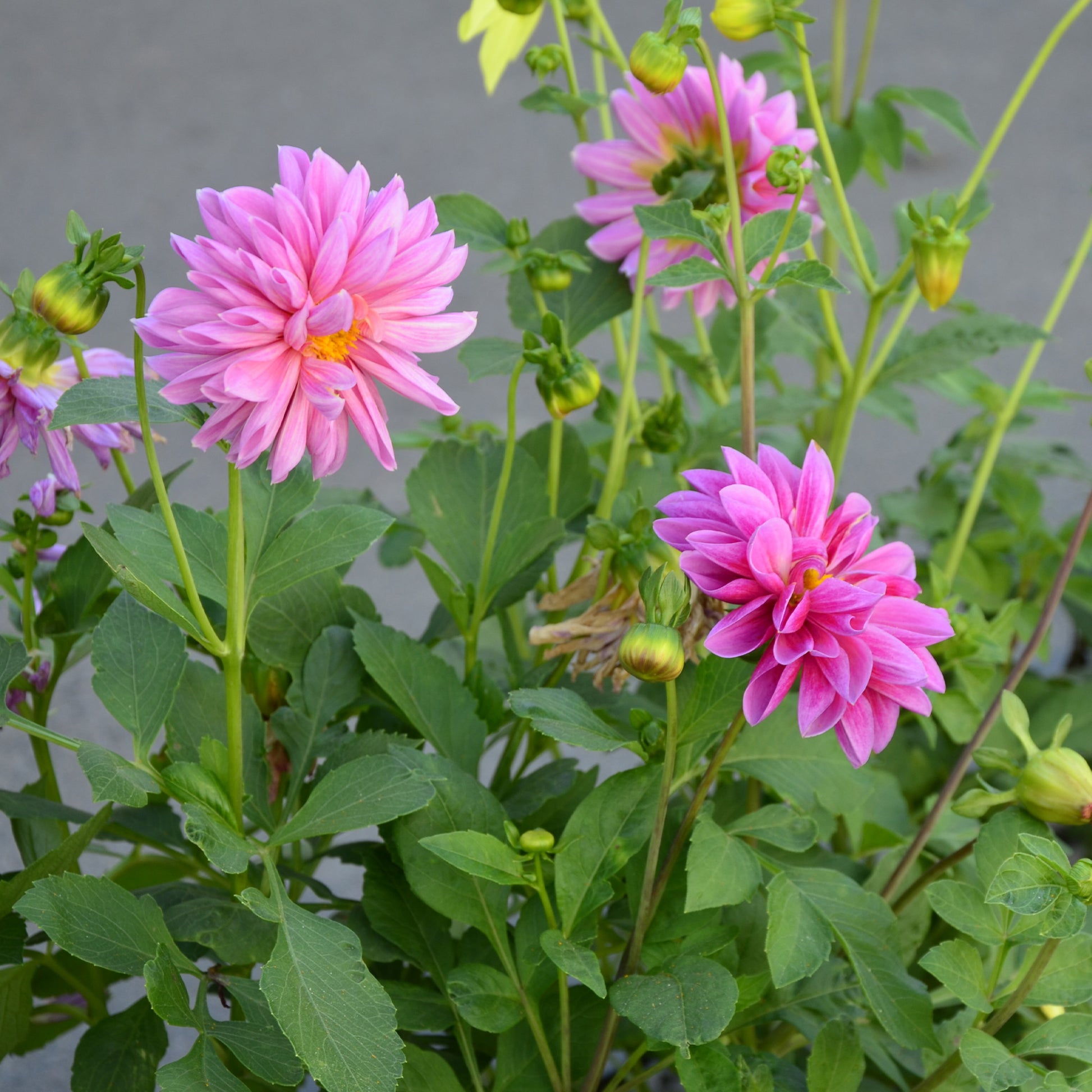 Rosa Dahlie - Bakker