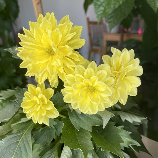 Gelbe Dahlie - Bakker