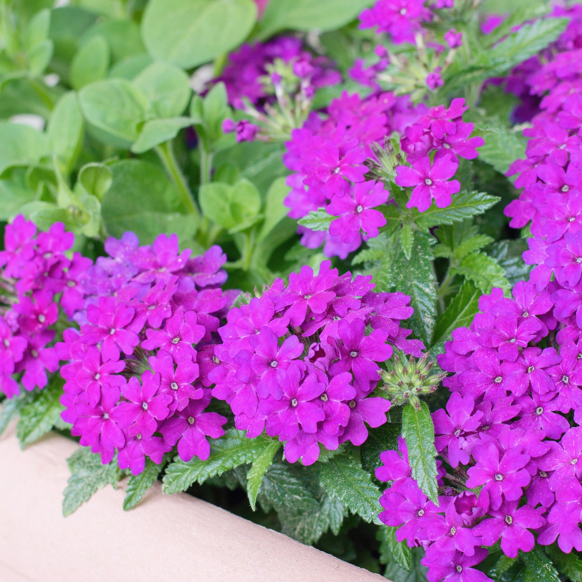 Lila hängendes Eisenkraut - Verbena purple - Bakker