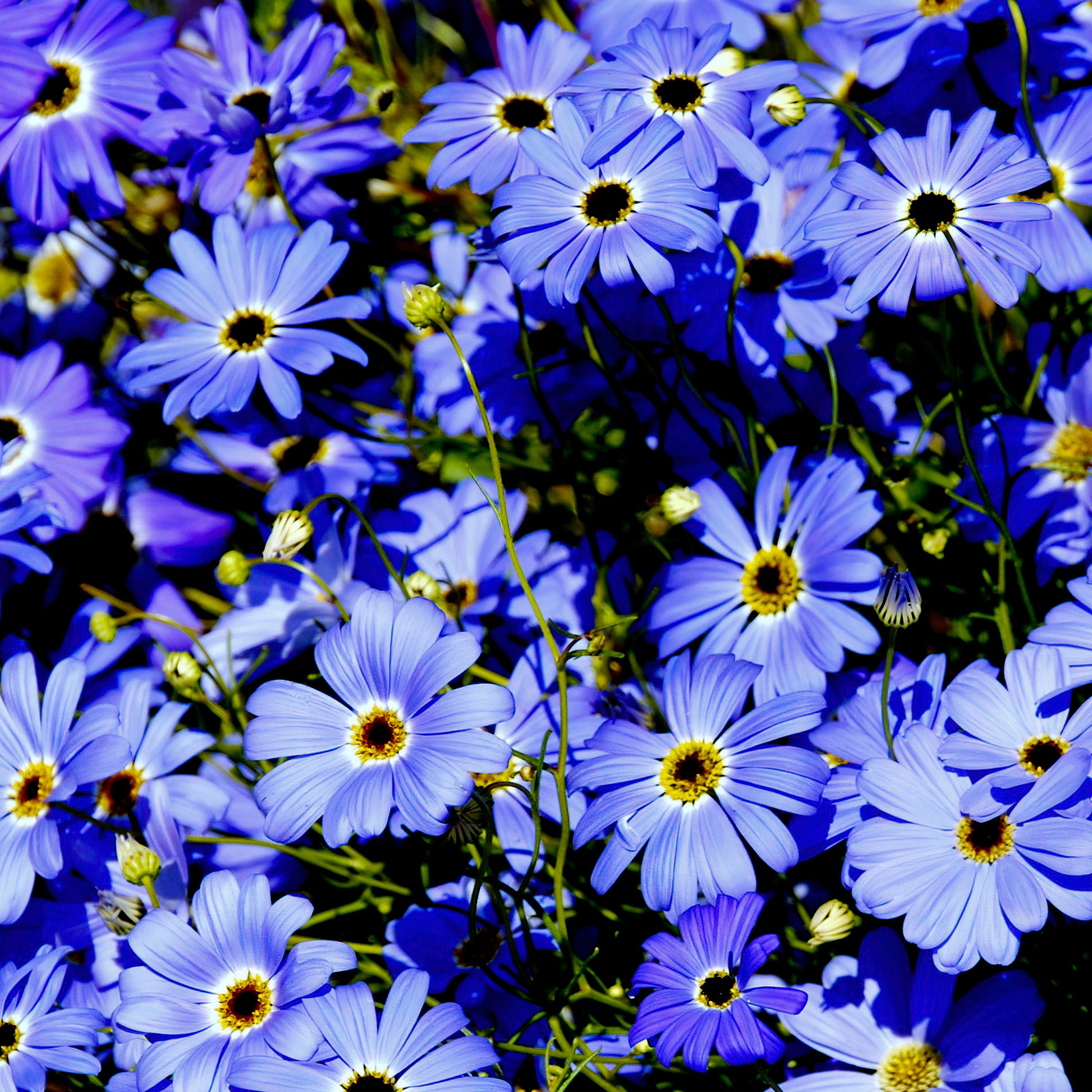 Brachyscome blau - Brachyscome - Bakker