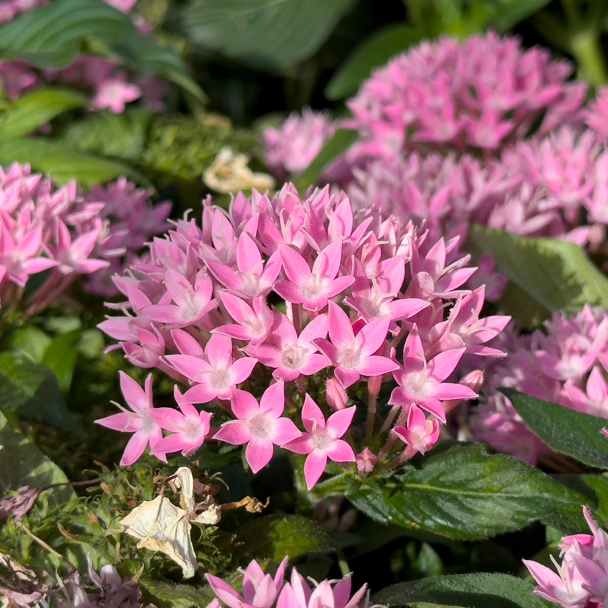 Pentas rose - Rosa Pentas - Fünfzahlstrauch - Blumen für Terrasse und Balkon