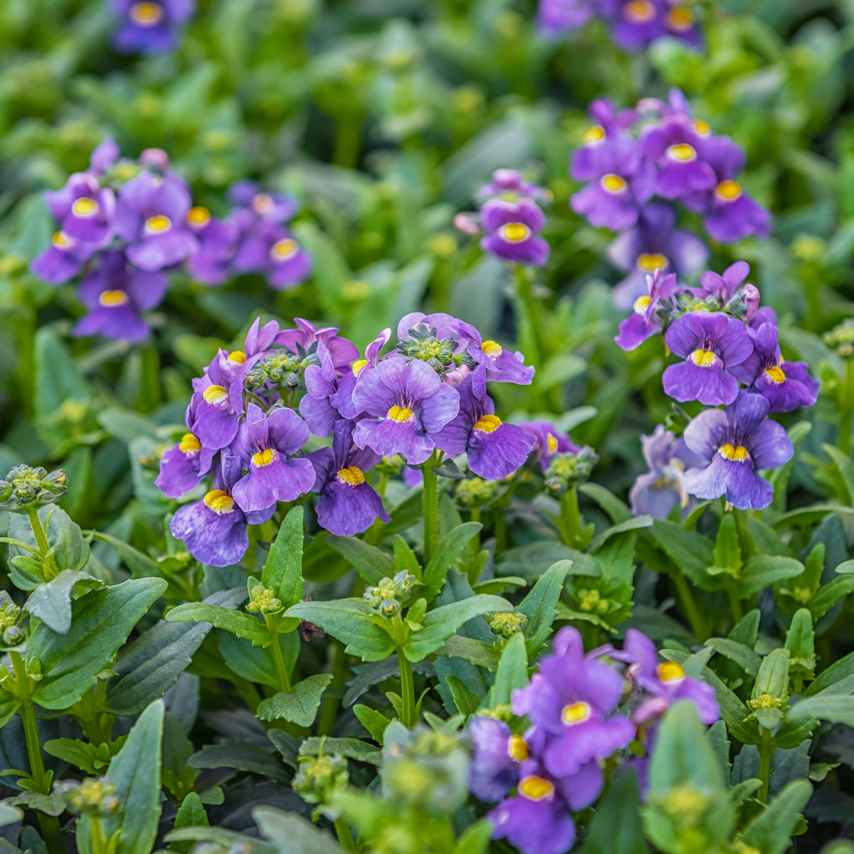 Blaue  Elfenspiegel - Nemesia  blue - Bakker