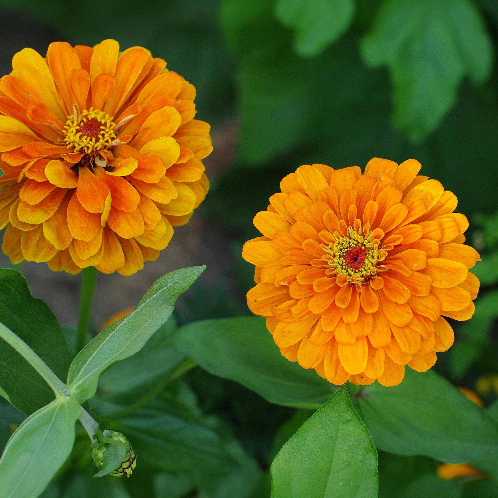 Zinnia  orange - orange Zinnie - Blumen für Terrasse und Balkon