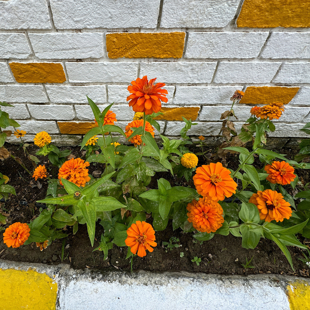 orange Zinnie - Zinnia  orange - Bakker