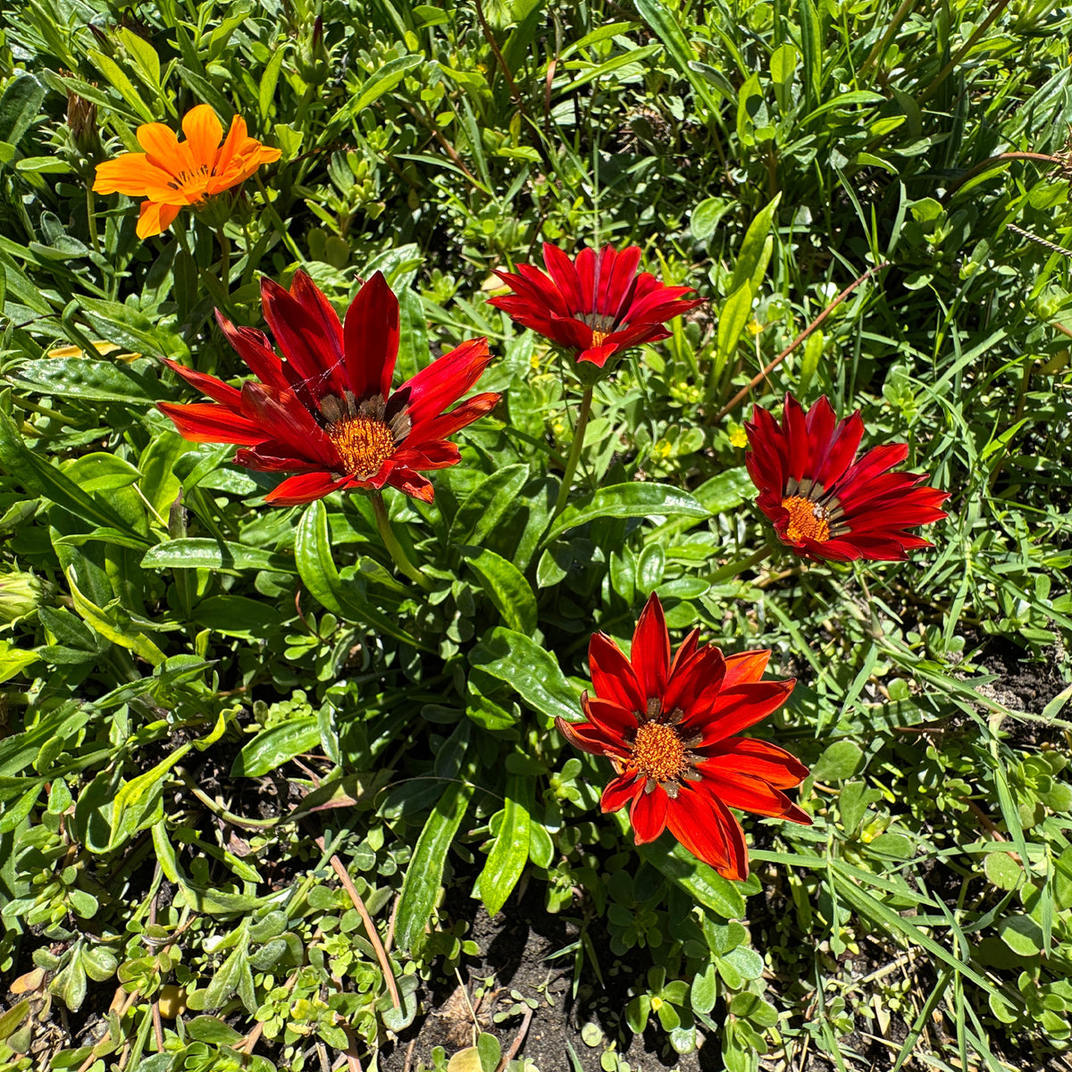 Rote Gazanie - Bakker