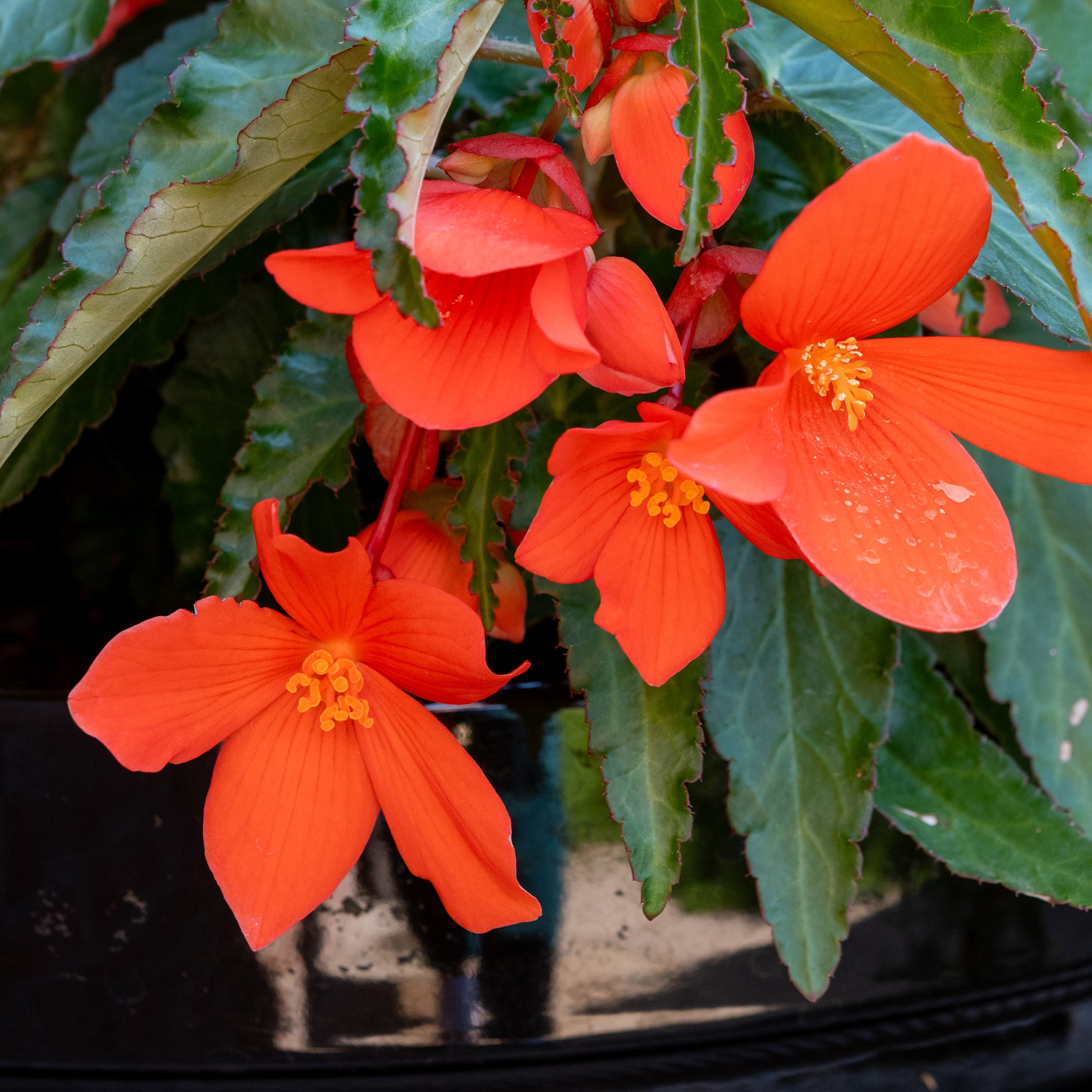 Bégonia pendula orange - Orange Hängende Begonie - Blumen für Terrasse und Balkon