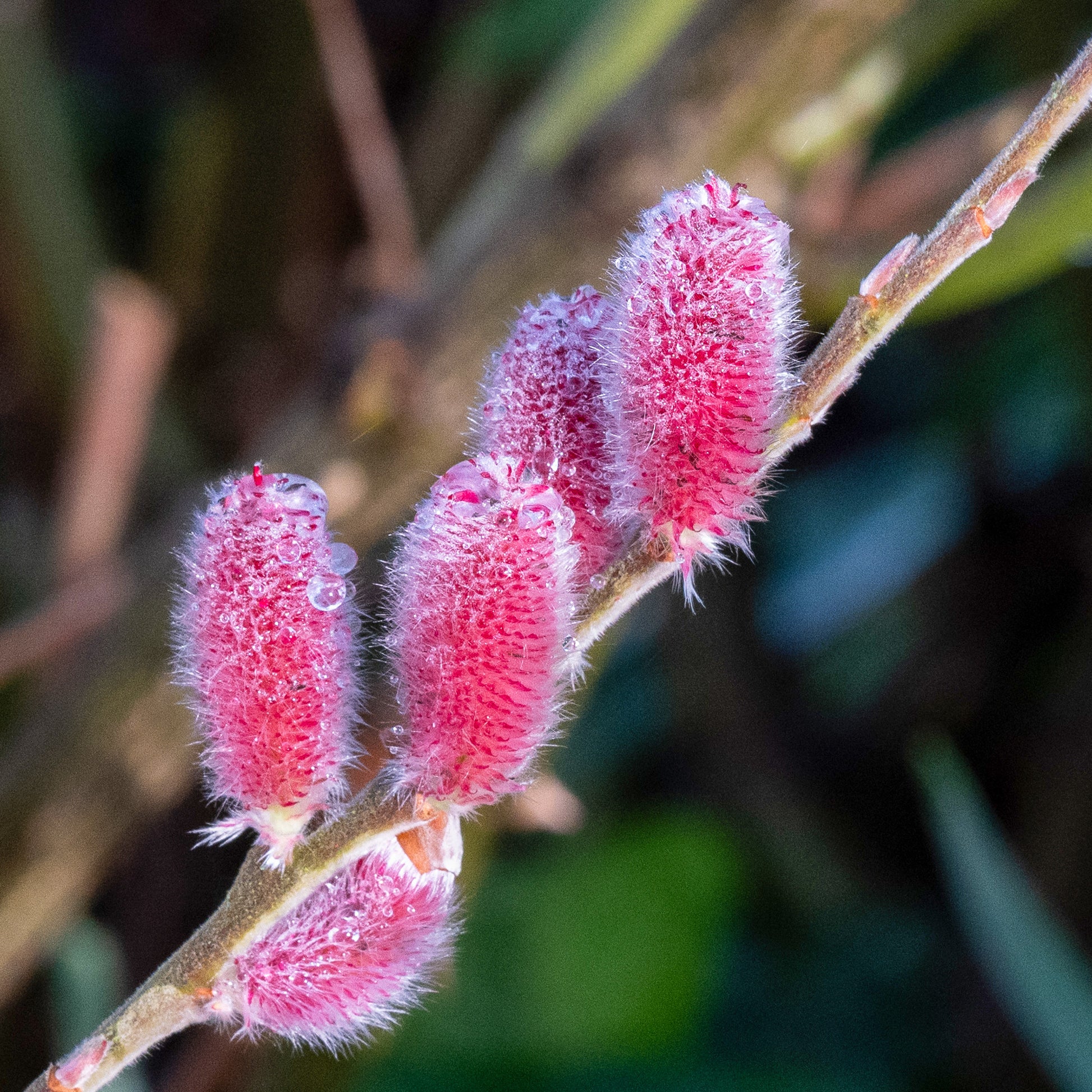 Rosa Riesenweidekätzchen 'Mount Aso' - Salix  gracilistyla 'mount aso' tige 40 - Bakker