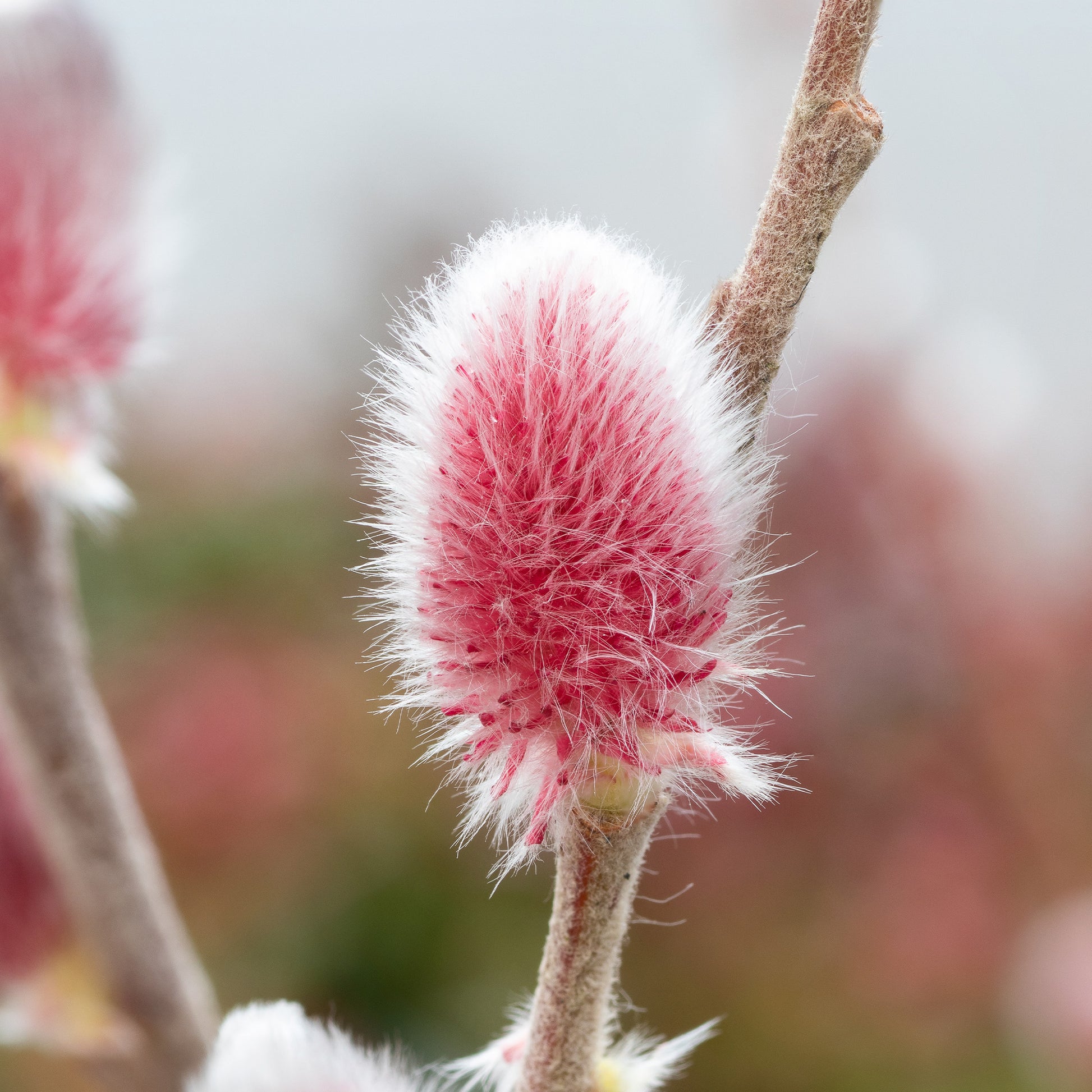 Salix  gracilistyla 'mount aso' tige 40 - Rosa Riesenweidekätzchen 'Mount Aso' - Weide