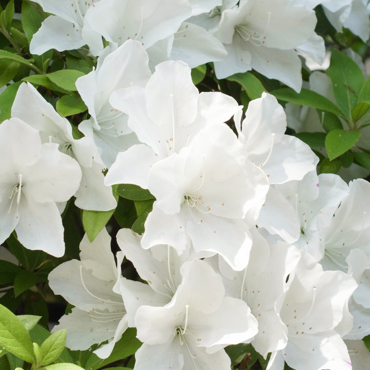 Azalea Encore White Julia - Bakker