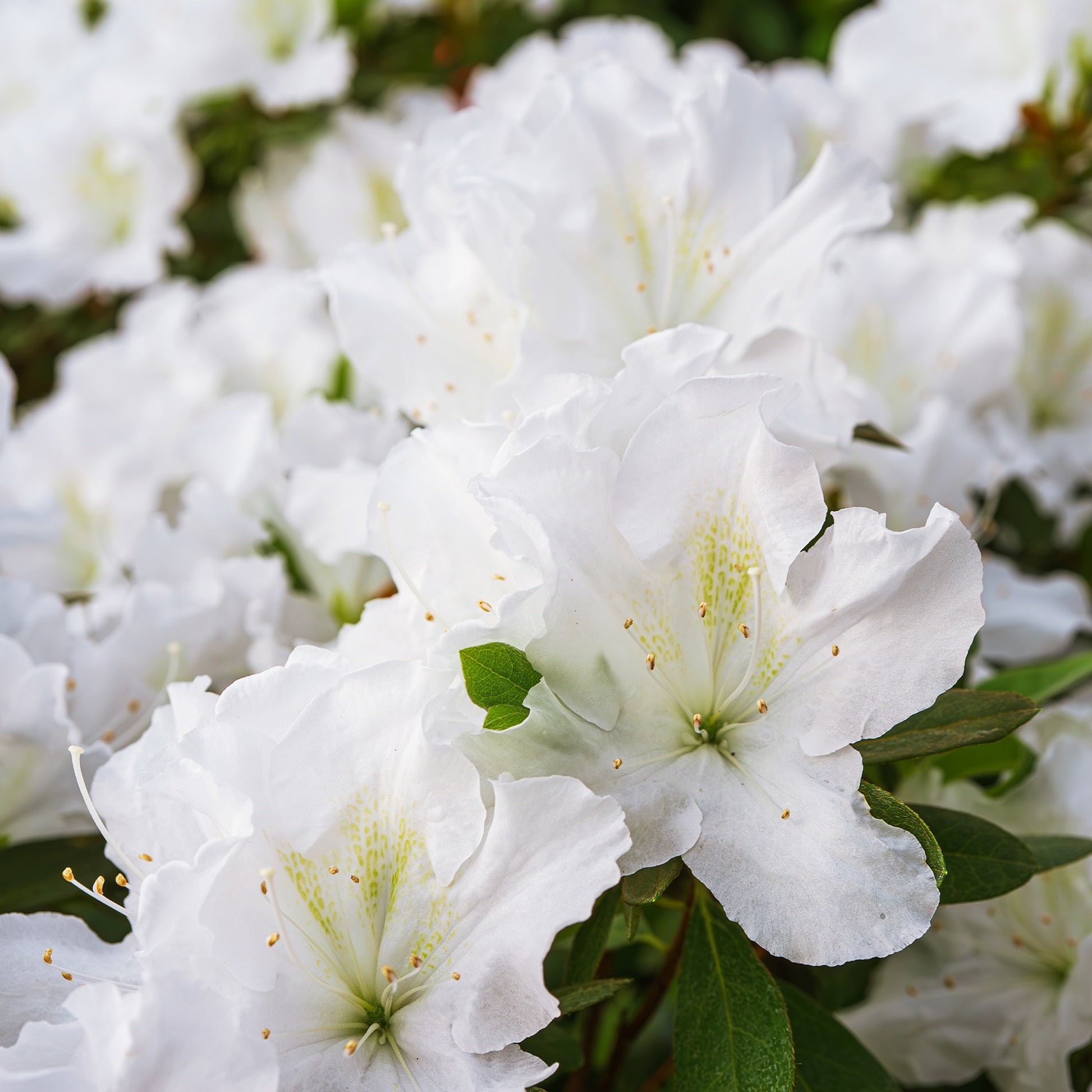 Azalea Encore White Julia - Rhododendron Encore White Julia - Bakker