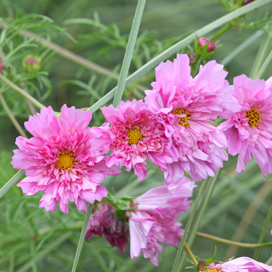 Schmuckkörbchen 'Double Dutch Rose' - Bakker