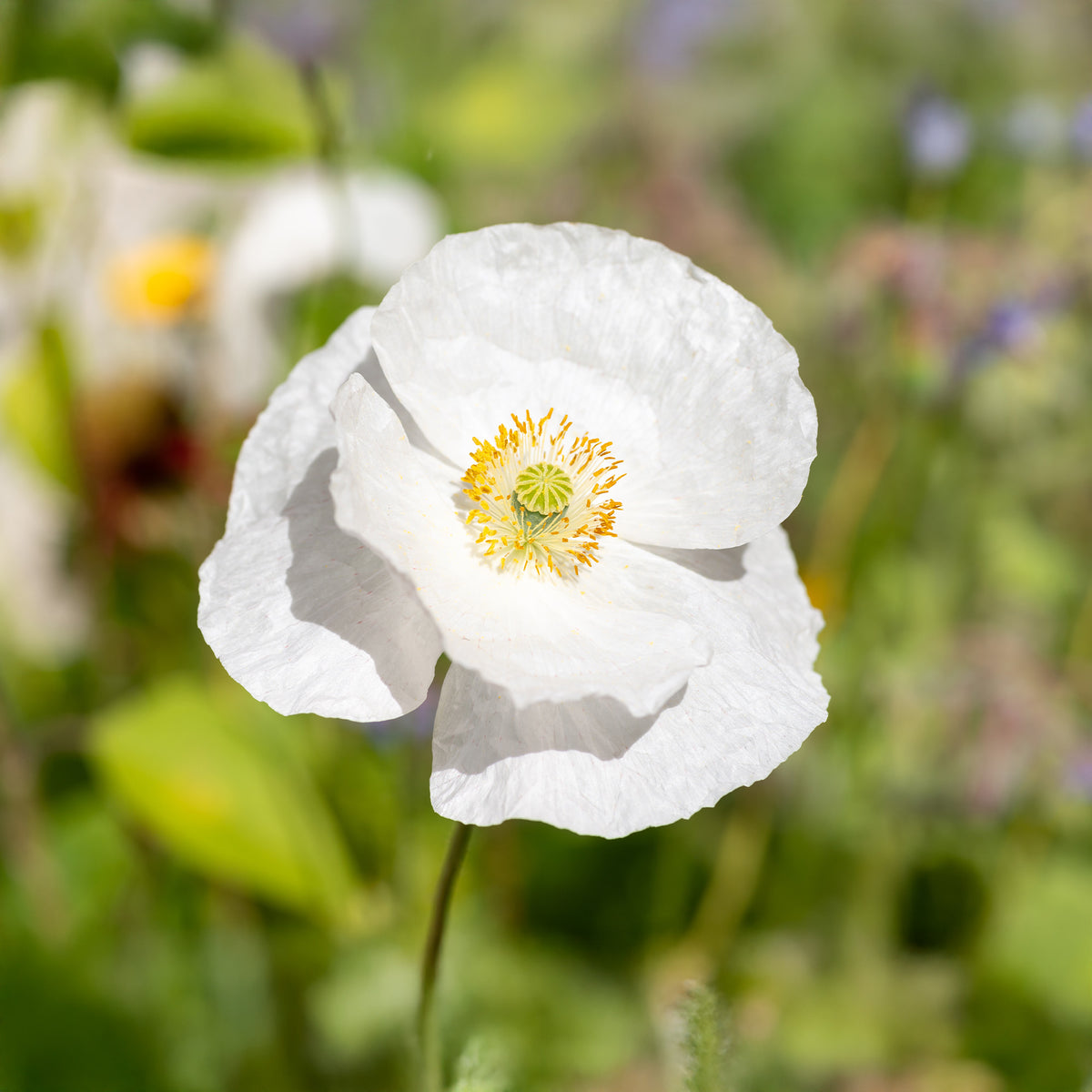 Klatsch-Mohn Bridal Silk - Bakker