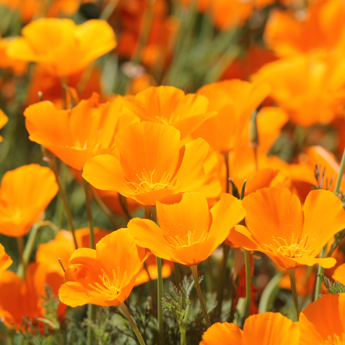 Kalifornischer Goldmohn - Bakker