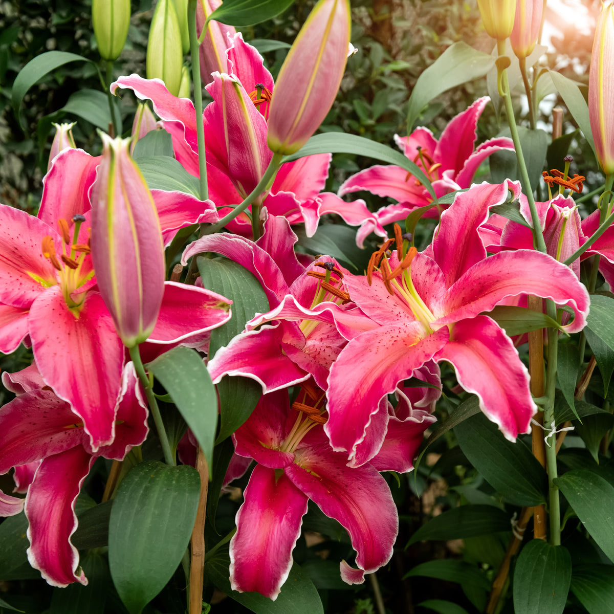 Lillium Gomera - Lilie Gomera - Lilien-Zwiebeln