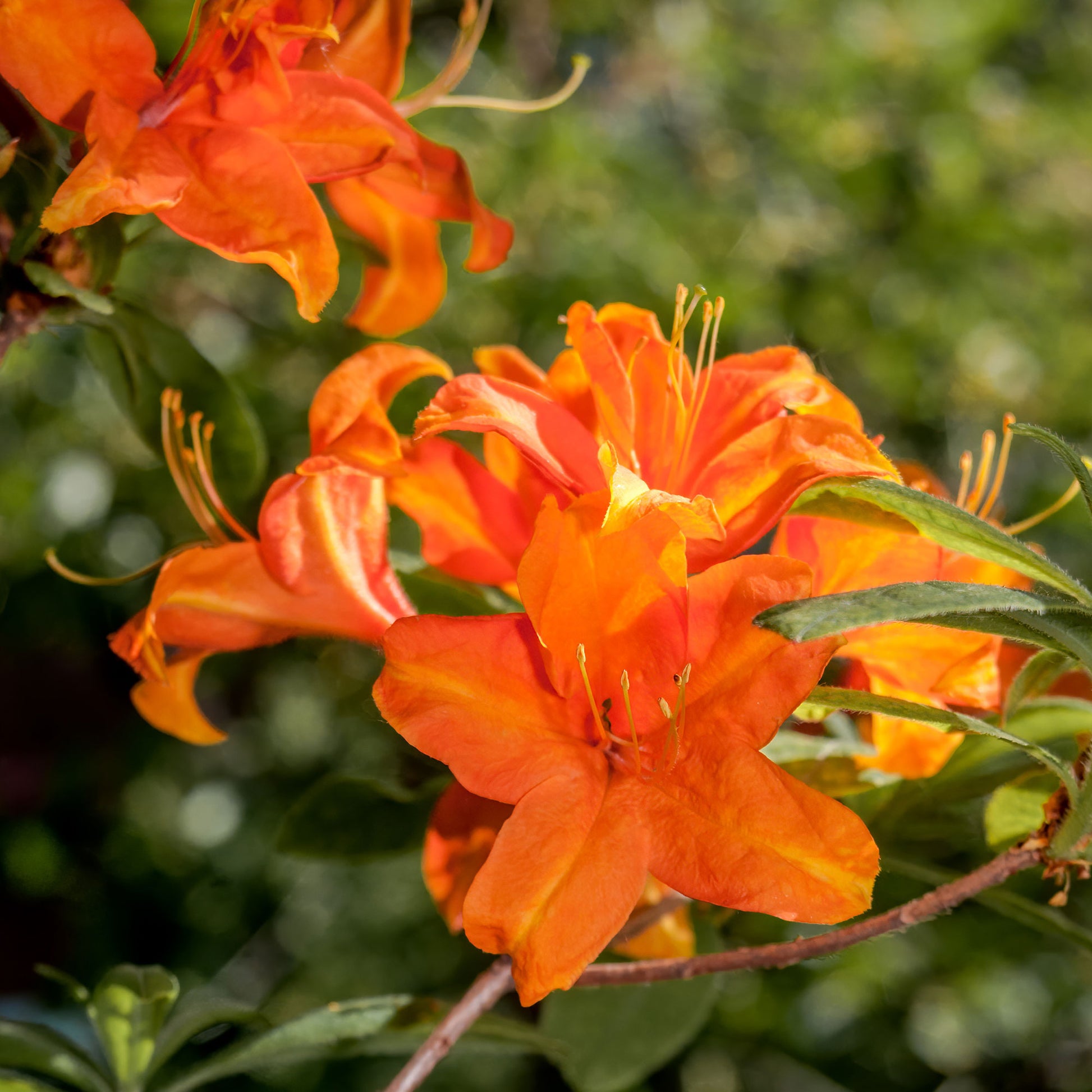 Sommergrüne Azalee 'Glowing Embers' - Bakker