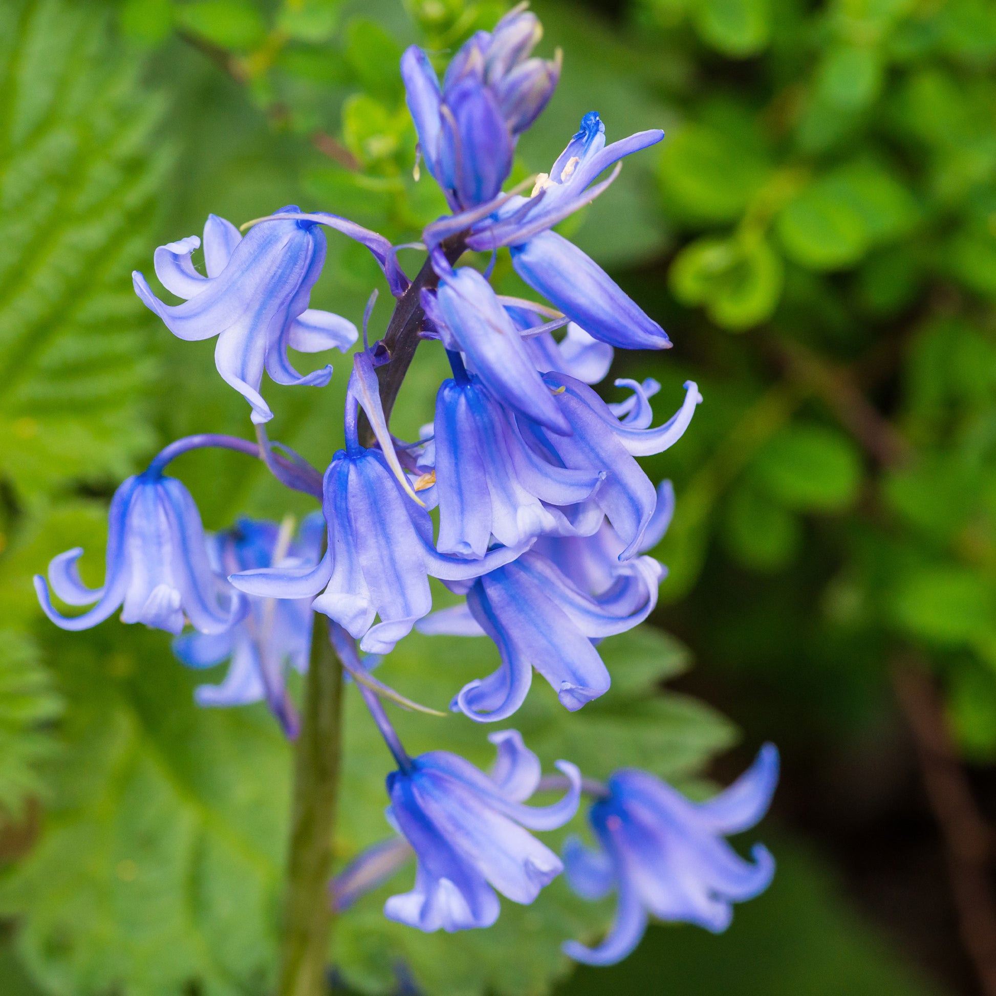 Hyazinthen-Zwiebeln - Blaues Spanisches Hasenglöckchen - Scilla campanulata blue