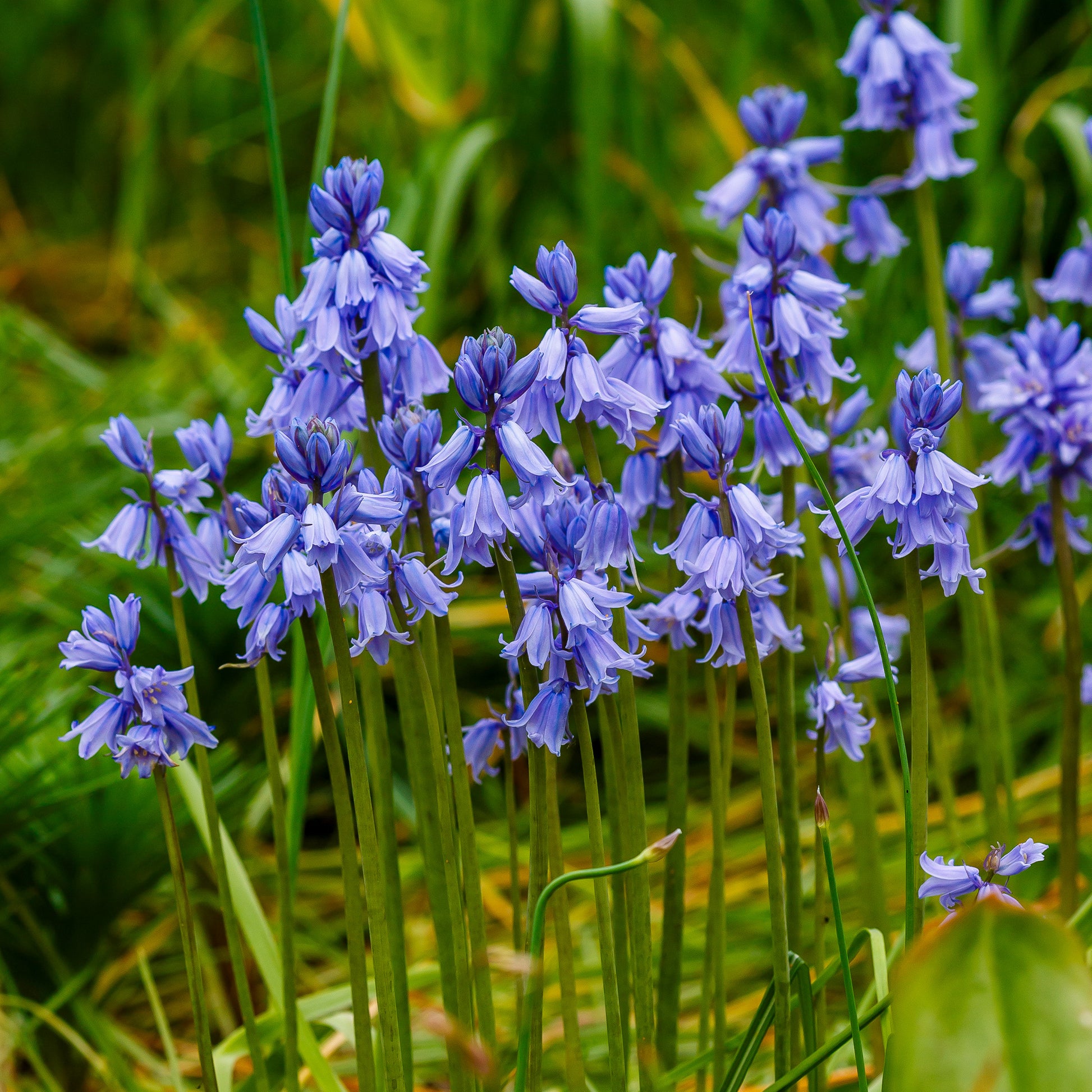 Blaues Spanisches Hasenglöckchen - Scilla campanulata blue - Bakker