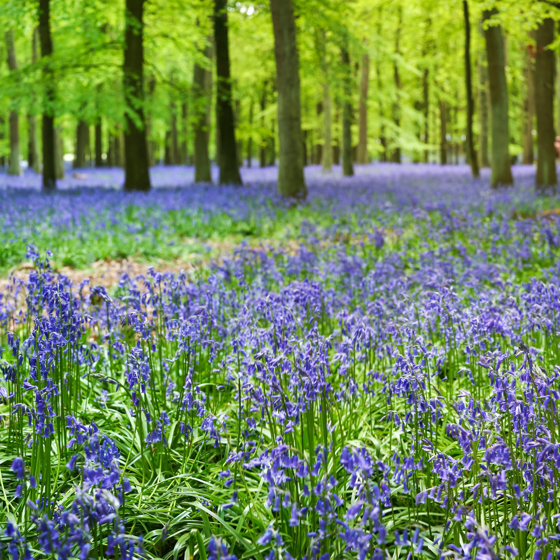 Scilla campanulata blue - Blaues Spanisches Hasenglöckchen - Hyazinthen-Zwiebeln