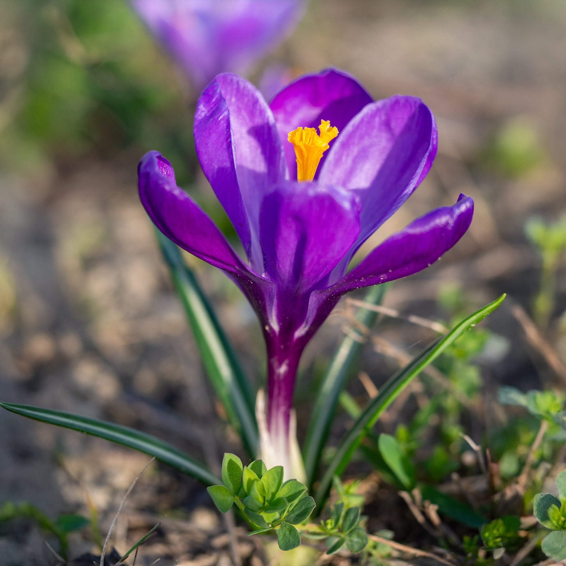 Krokus ‘Flower Record’ (x15) - Crocus vernus flower record - Bakker