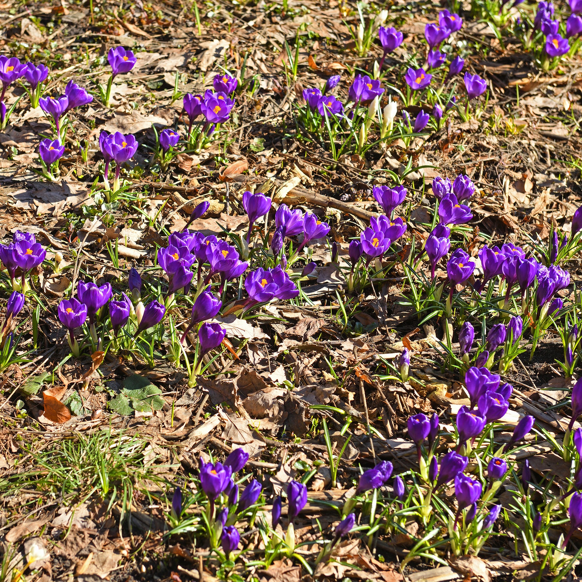 Krokus ‘Flower Record’ (x15) - Bakker