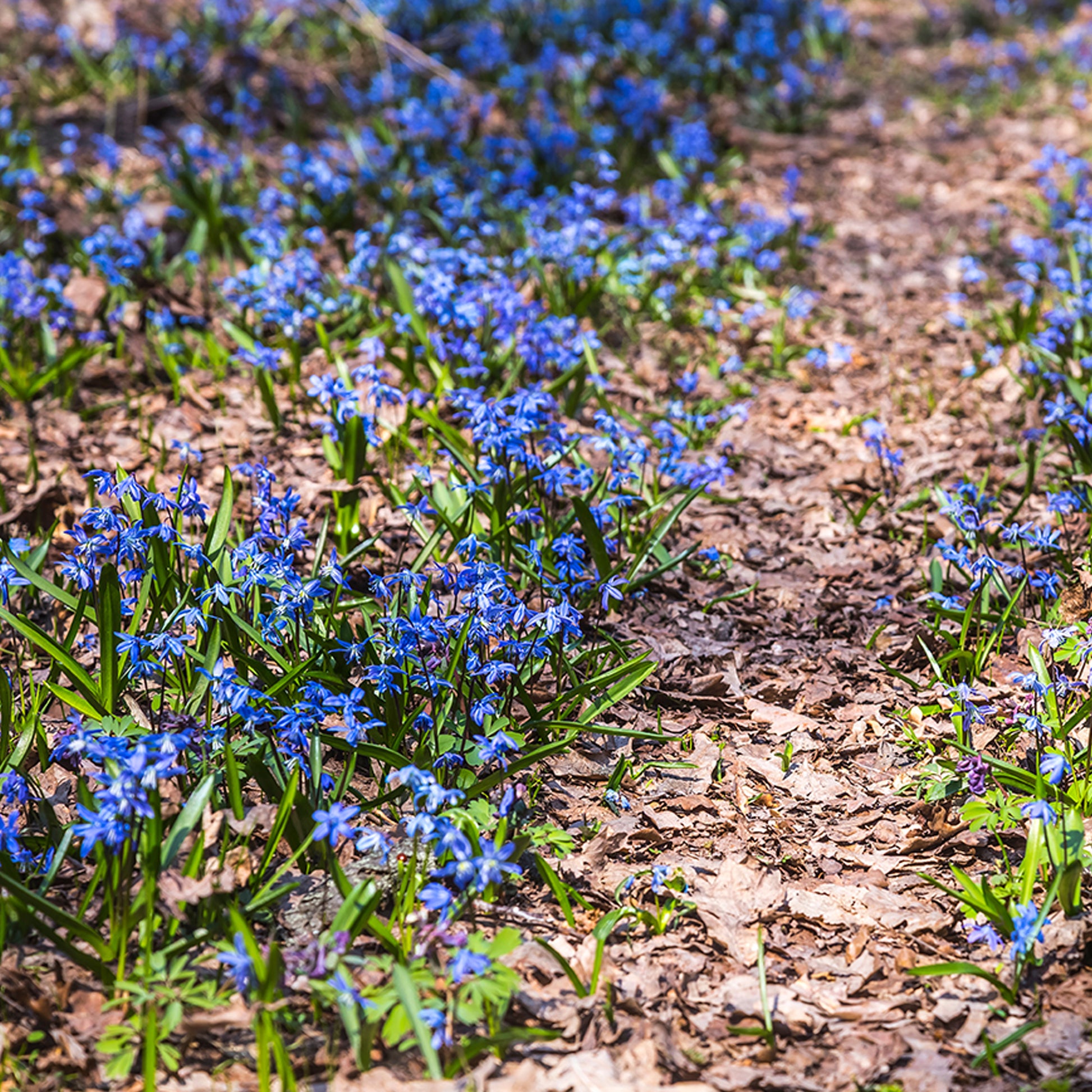 Scilla siberica - Sibirischer Blaustern - Hyazinthen-Zwiebeln