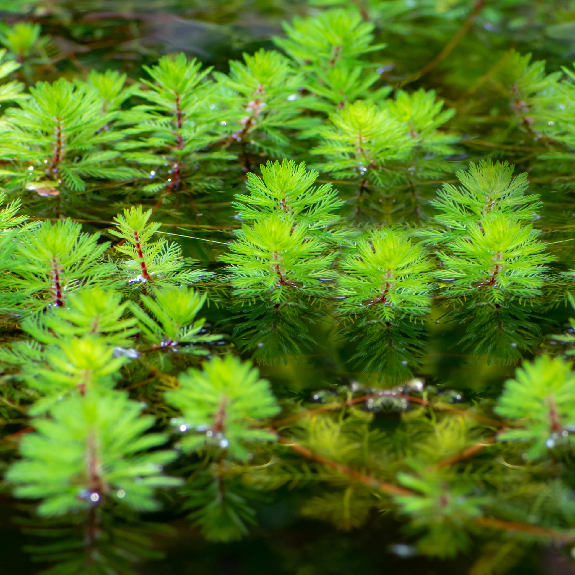 Myriophyllum rubricaule Red Stem - Tausendblatt 'Red Stem' - Wasserpflanzen nach Teichtyp