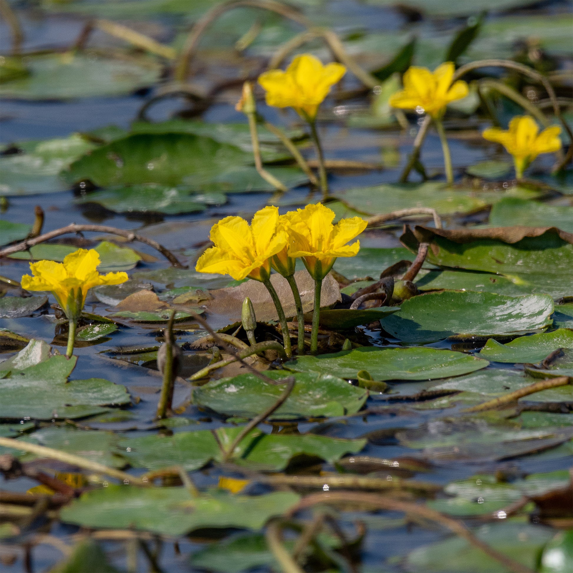 Limnantheme Falsche Seerose - Nymphoides peltata - Bakker