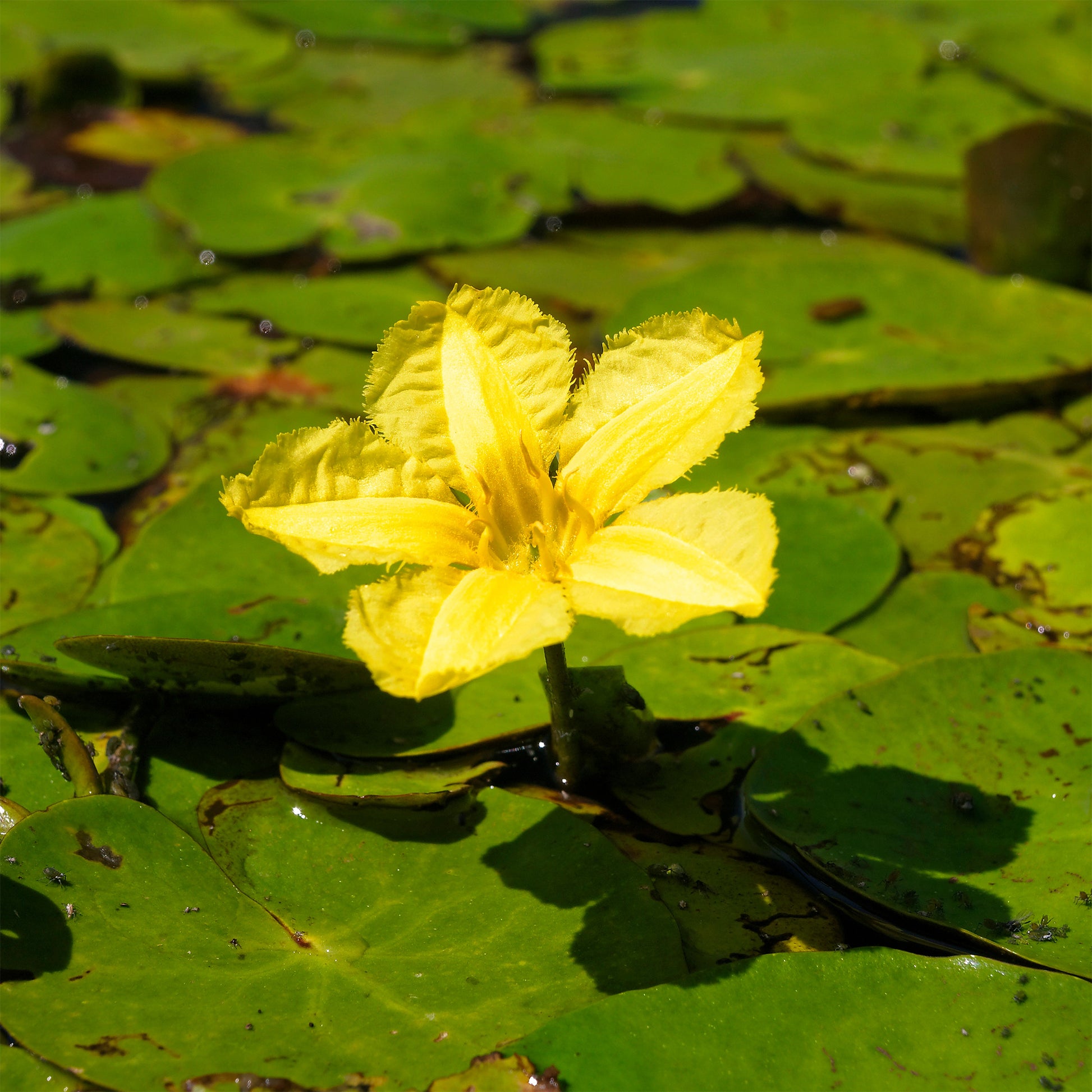 Seerosen - Limnantheme Falsche Seerose - Nymphoides peltata